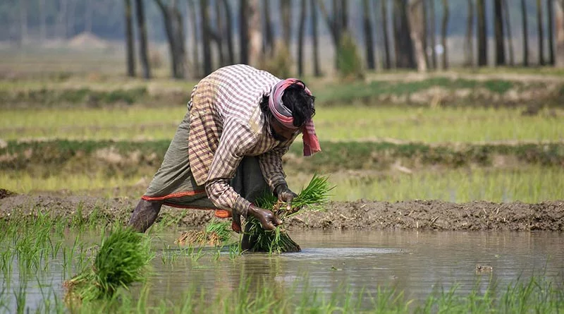 छोटे किसान खाद्य सुरक्षा की सबसे बड़ी ताकत