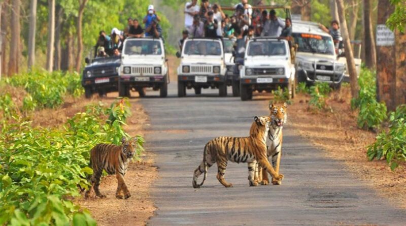 पर्यटकों के लिए खोला गया कॉर्बेट टाइगर रिजर्व का बिजरानी जोन