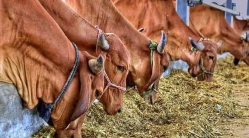 उत्तराखंड में पशुओं की 34 दवाओं पर लगा प्रतिबंध, FDA ने जारी किया आदेश