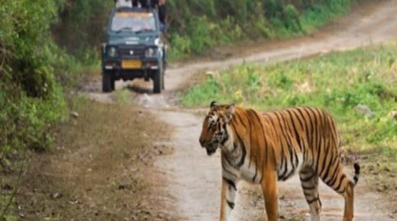 राजाजी टाइगर रिजर्व में 15 नवंबर से शुरू होगी जंगल सफारी